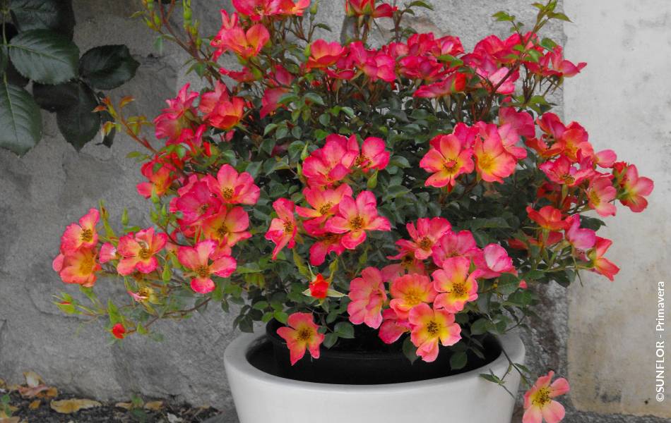 ©SUNFLOR - Primavera